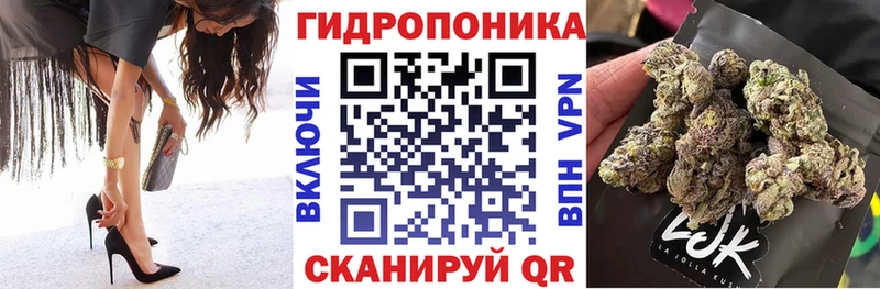 Конопля сатива Дубна